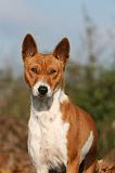 BASENJI 064